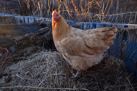 Chicken in the compost